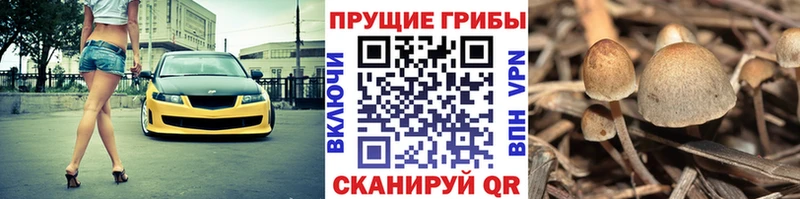 Псилоцибиновые грибы GOLDEN TEACHER Аргун